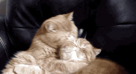 cuddle gif